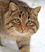 Gato montes europeo.jpg