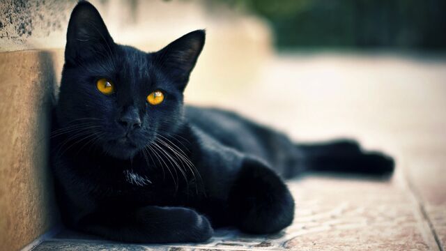 Archivo:Gato negro ojos cafes-853755.jpg