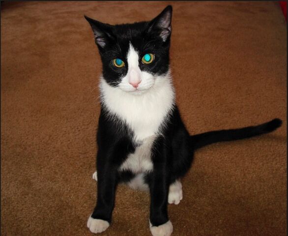 Archivo:Tux.jpg