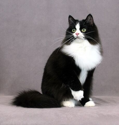 Archivo:Gato-Ragamuffin.jpg