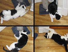 220px-Catnip-effects.jpg