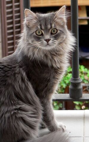Archivo:Nagec cat.jpg