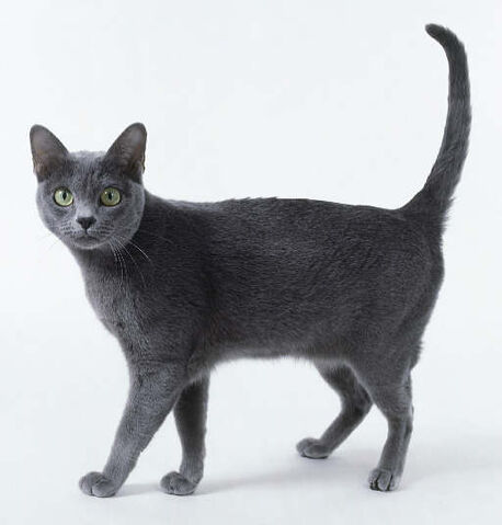Archivo:Korat.jpg