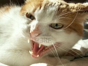 EnojadoCat