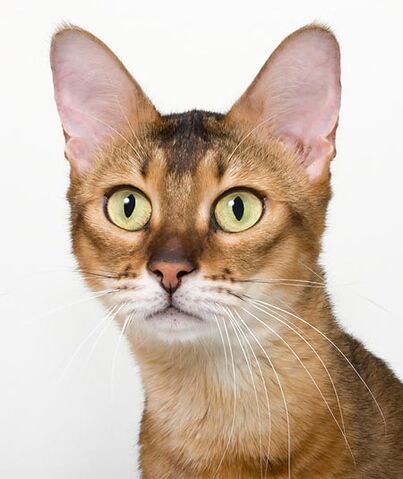 Archivo:Chausie3.jpg