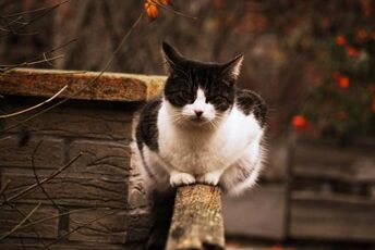 Gato p.jpg