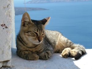 Gato-verano2.jpg