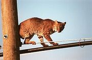 Lynx rufus.jpg