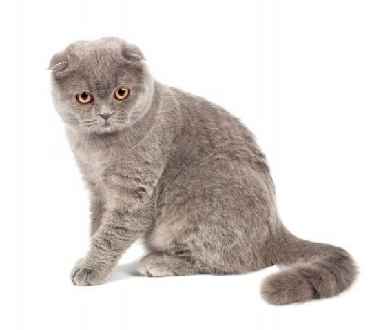 Archivo:Scottish-fold-gato.jpg