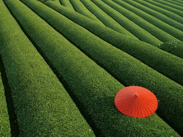 File:Japan tea+Fields .jpeg