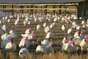 Sanpete turkeys