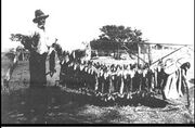 Rabbits in the 1930s