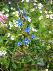 Gentiana nivalis