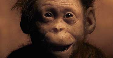 Australopithecus afarensis selam baby