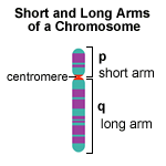 Chromarms