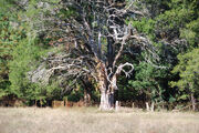 Geer Family Cemetery 2008