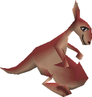 Kangaroo