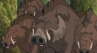 Die Wildschweine