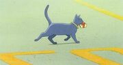 Cat1.jpg