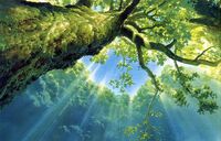 Forest2.jpg