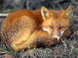 Red-fox 679 600x450
