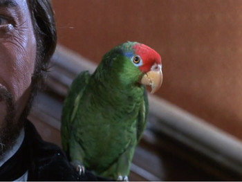 Timothytheparrot