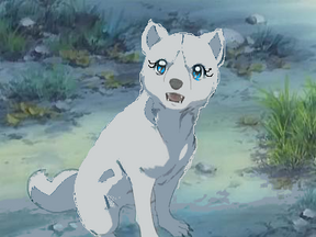 Belka
