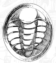 Trilobadge