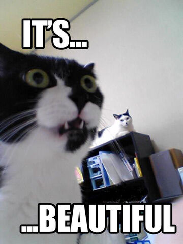 File:Meow.jpg