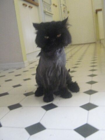File:Harrythecat.jpg