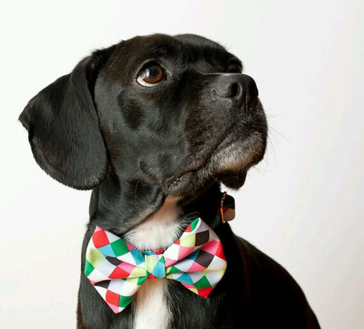 File:Puppy4923238385.jpg