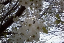 File:Flower.jpg