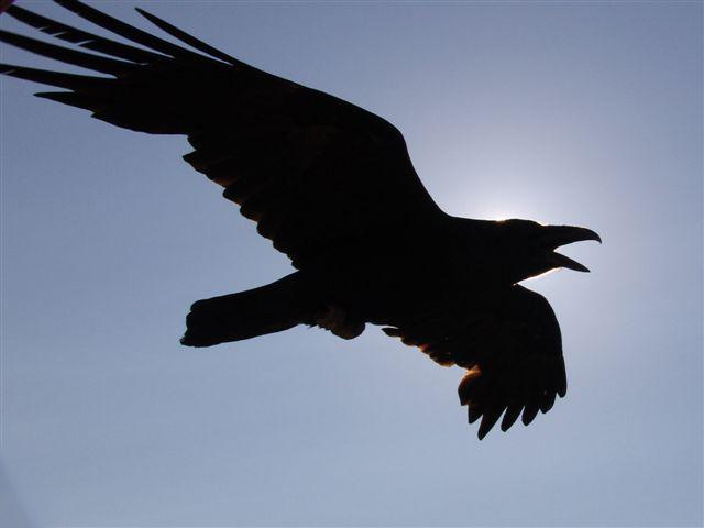 File:Raven.jpg