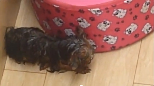 File:Yorkshire dog.jpg