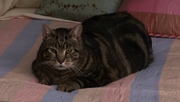 LordTubbington.png
