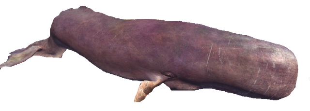Файл:Кит.png