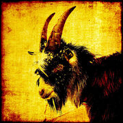 GoatPostcard