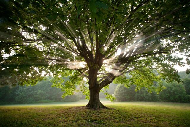 File:Tree!.jpg