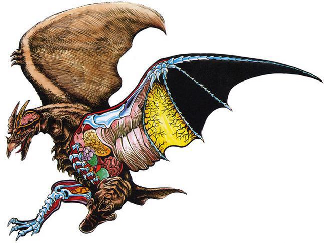 File:Rodan anatomy.png