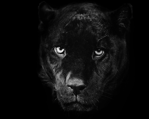 File:Panther.png