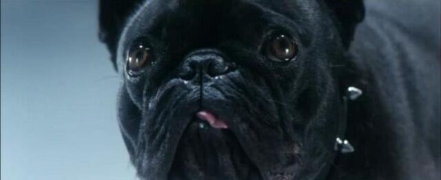 File:Candy the dog.jpg