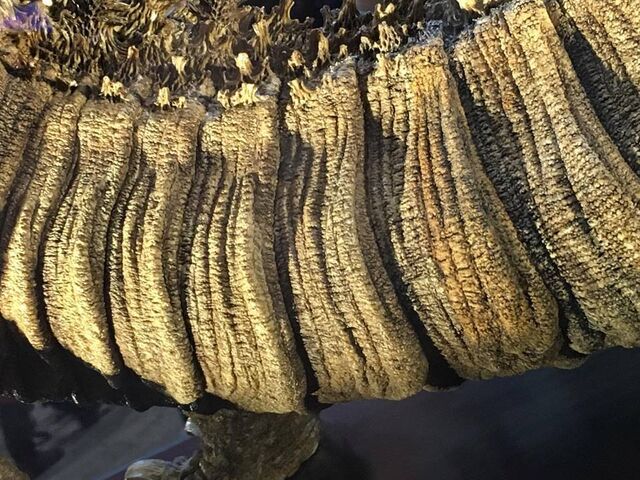 File:Shingojira maquette 18.jpg