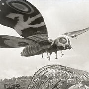 Godzilla.jp - 4 - ShodaiMosuImago Mothra 1964.jpg