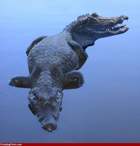 File:Two-Headed-Gator-25876.jpg