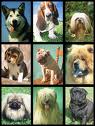 Dogs