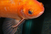 White-spot-disease1