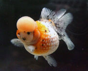 Crown-pearlscale-goldfish-2