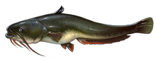 Plik:Sum.png