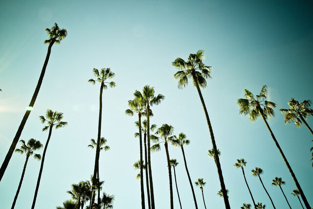 File:Palm-trees.jpg