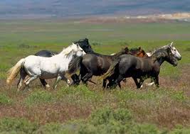 File:Mustang.jpg